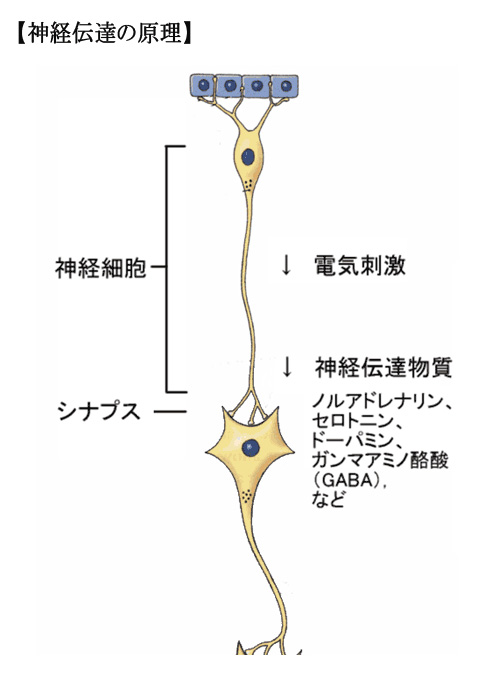 神経伝達の原理