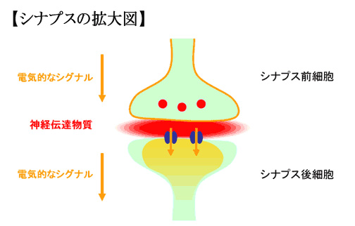 シナプスの拡大図